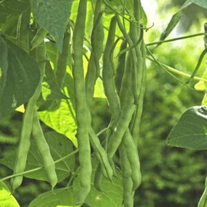 Devtakhet-French-beans-Faras-beans
