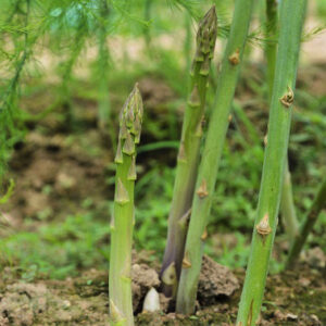 Devtakhet-Natural-Asparagus-Shatavari