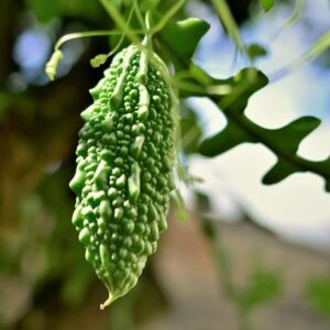 Devtakhet-Natural-Bitter-gourd-Karela