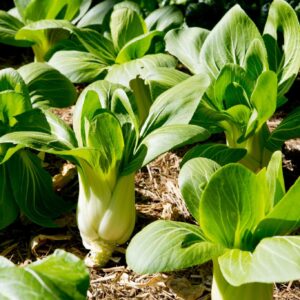 Devtakhet-Natural-Bok-Choy-Chinese-cabbage