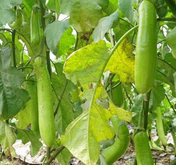 Devtakhet-Natural-Bottle-Gourd-Ghiya