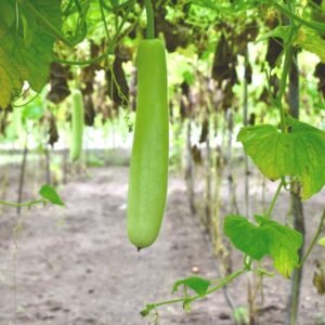 Devtakhet-Natural-Bottle-Gourd-Ghiya