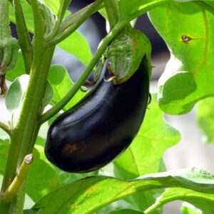 Devtakhet-Natural-Brinjal-Baigan