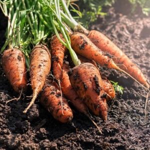 Devtakhet-Natural-Carrots-Gaajar