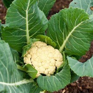 Devtakhet-Natural-Cauliflower-Phool Gobhi
