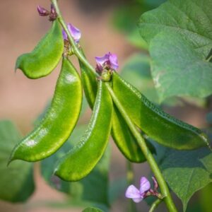 Devtakhet-Natural-Flat-Beans