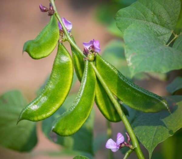 Devtakhet-Natural-Flat-Beans