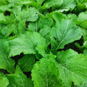 Devtakhet-Natural-Green-Musturd-Leaves-Sarso-Leaves