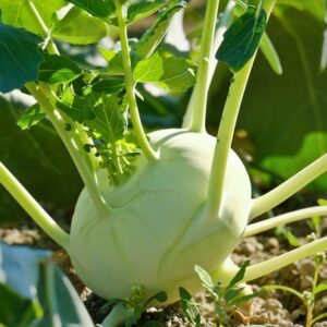 Devtakhet-Natural-Kohlrabi-Gaanth Gobhi