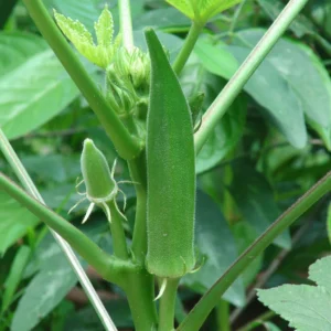 Devtakhet-Natural-Ladyfinger-Bhindi
