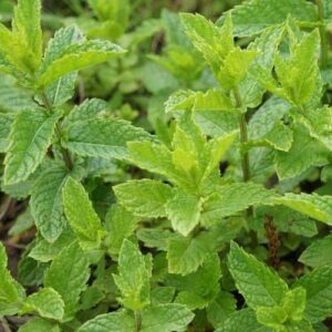 Devtakhet-Natural-Mint-Pudina