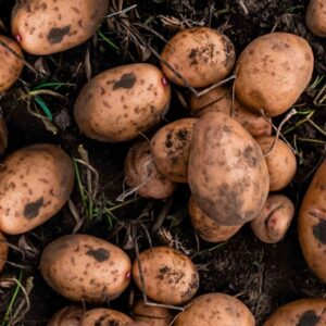 Devtakhet-Natural-Potato-Aloo