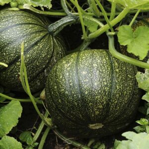 Devtakhet-Natural-Pumpkin-Kaddu