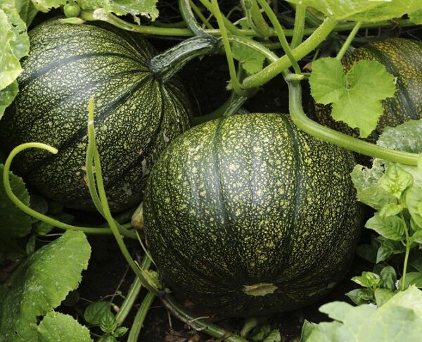Devtakhet-Natural-Pumpkin-Kaddu