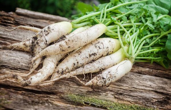Devtakhet-Natural-Radish-Mooli