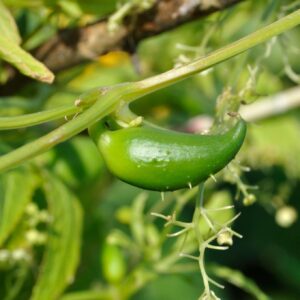 Devtakhet-Natural-Ram-Bitter-Gourd-Ram-Karela