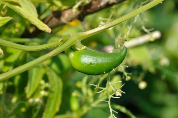Devtakhet-Natural-Ram-Bitter-Gourd-Ram-Karela