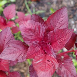 Devtakhet-Natural-Red-Amaranth-lal-cholai