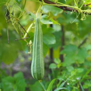 Devtakhet-Natural-Ridge-Gourd