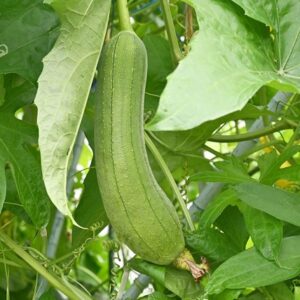 Devtakhet-Natural-Sponge-Gourd-Torai
