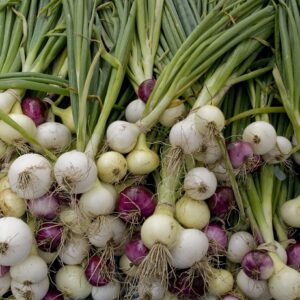 Devtakhet-Natural-Spring-Onion-Hari-Pyaaz