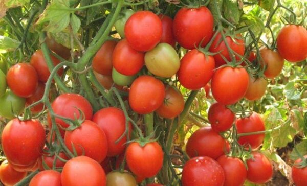 Devtakhet-Natural-Tomato-Tamatar