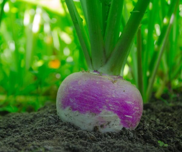 Devtakhet-Natural-Turnip-Shalgam
